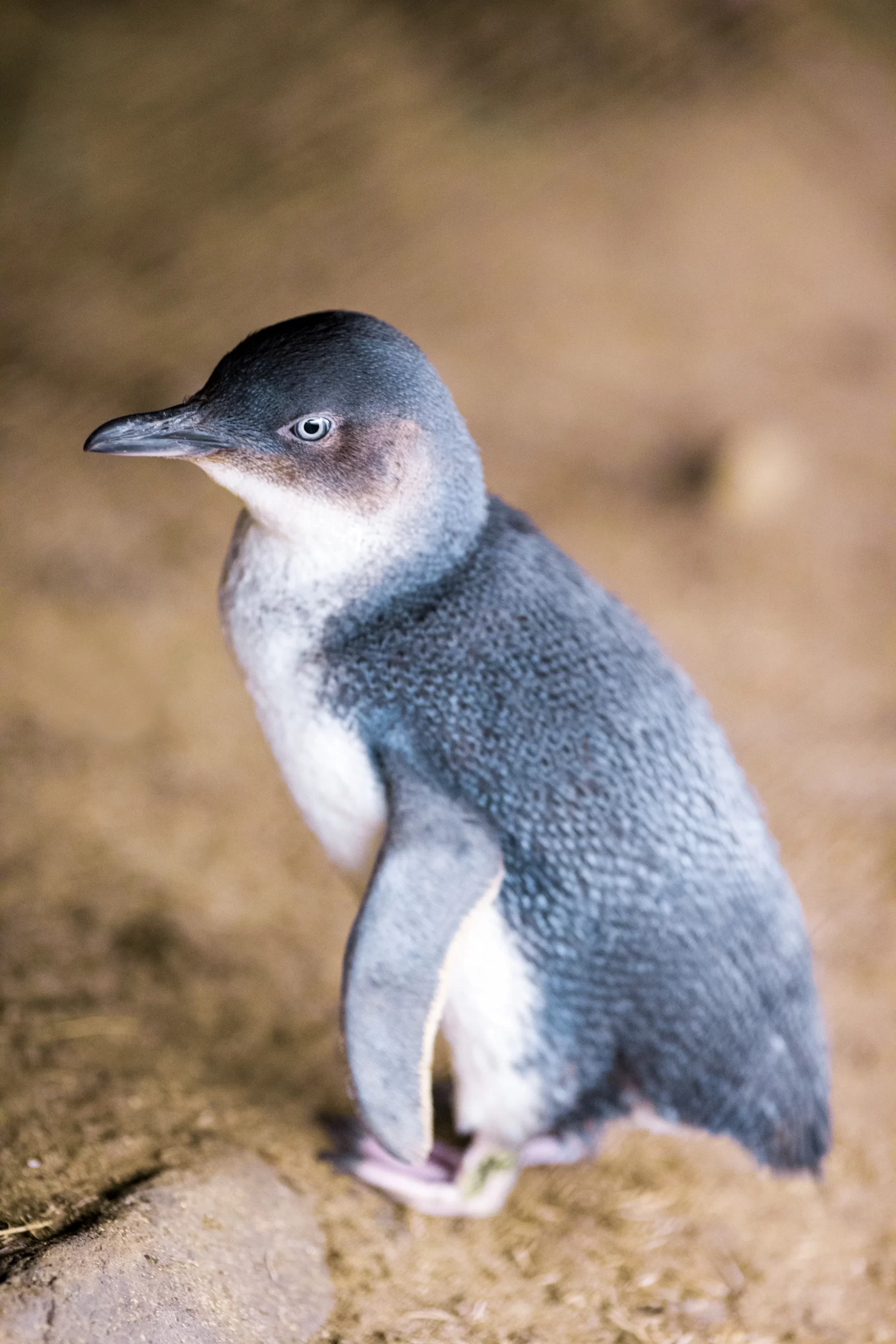 Melbourne penguin tour