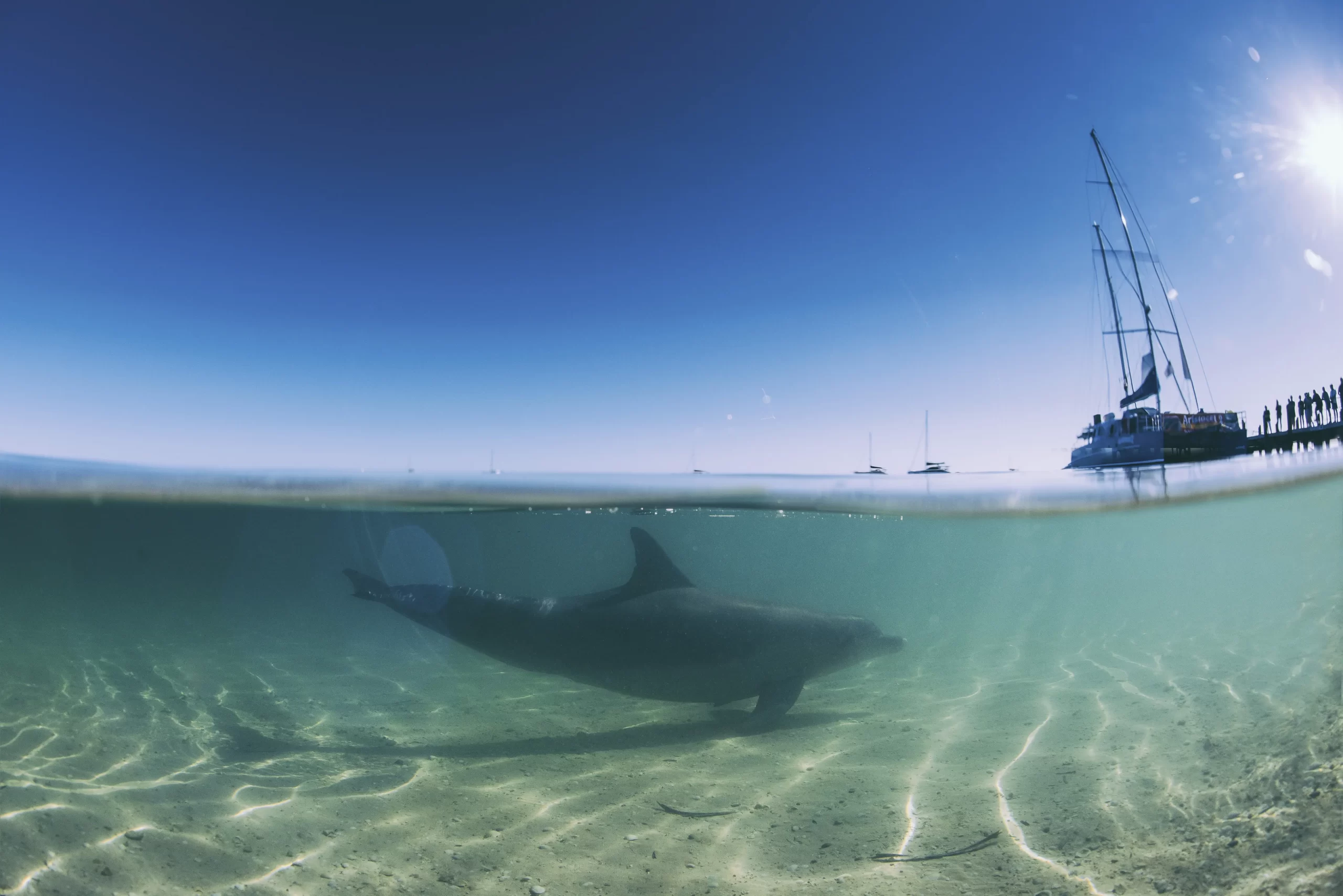 Monkey Mia Dolphin, Shark Bay World Heritage Area