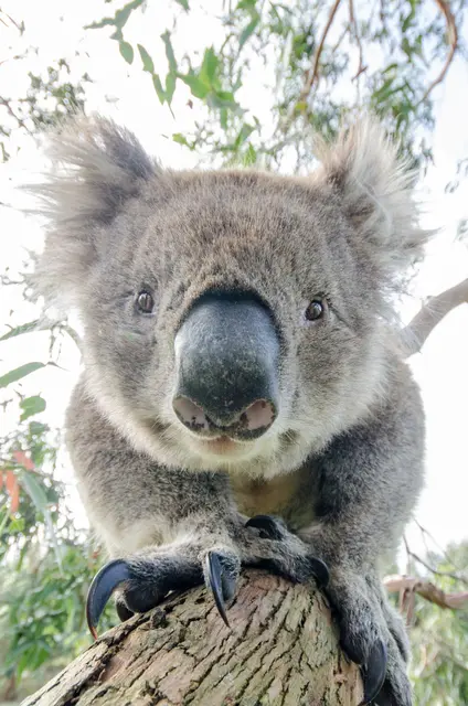 best great ocean road tour