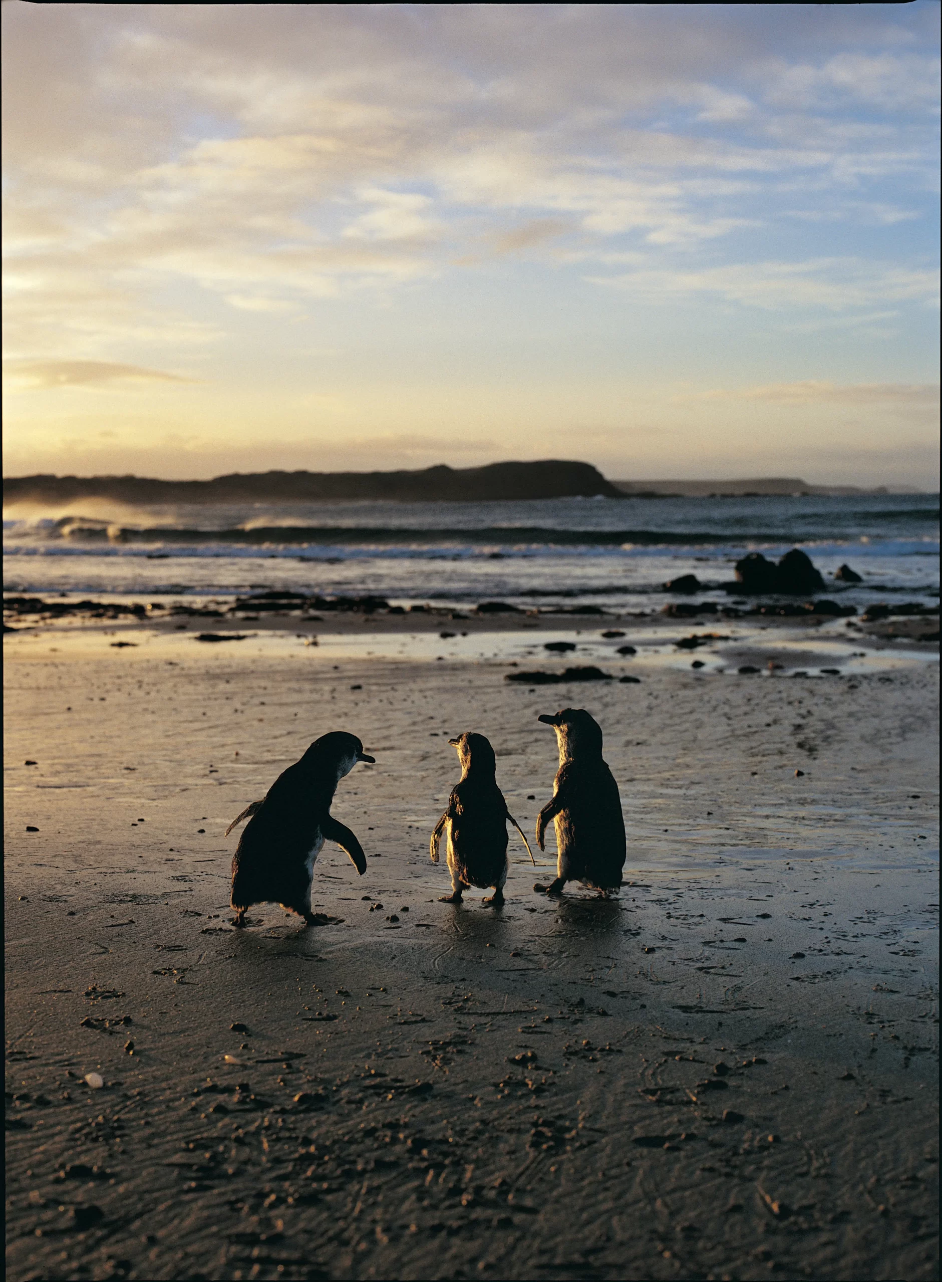 day trip to phillip island