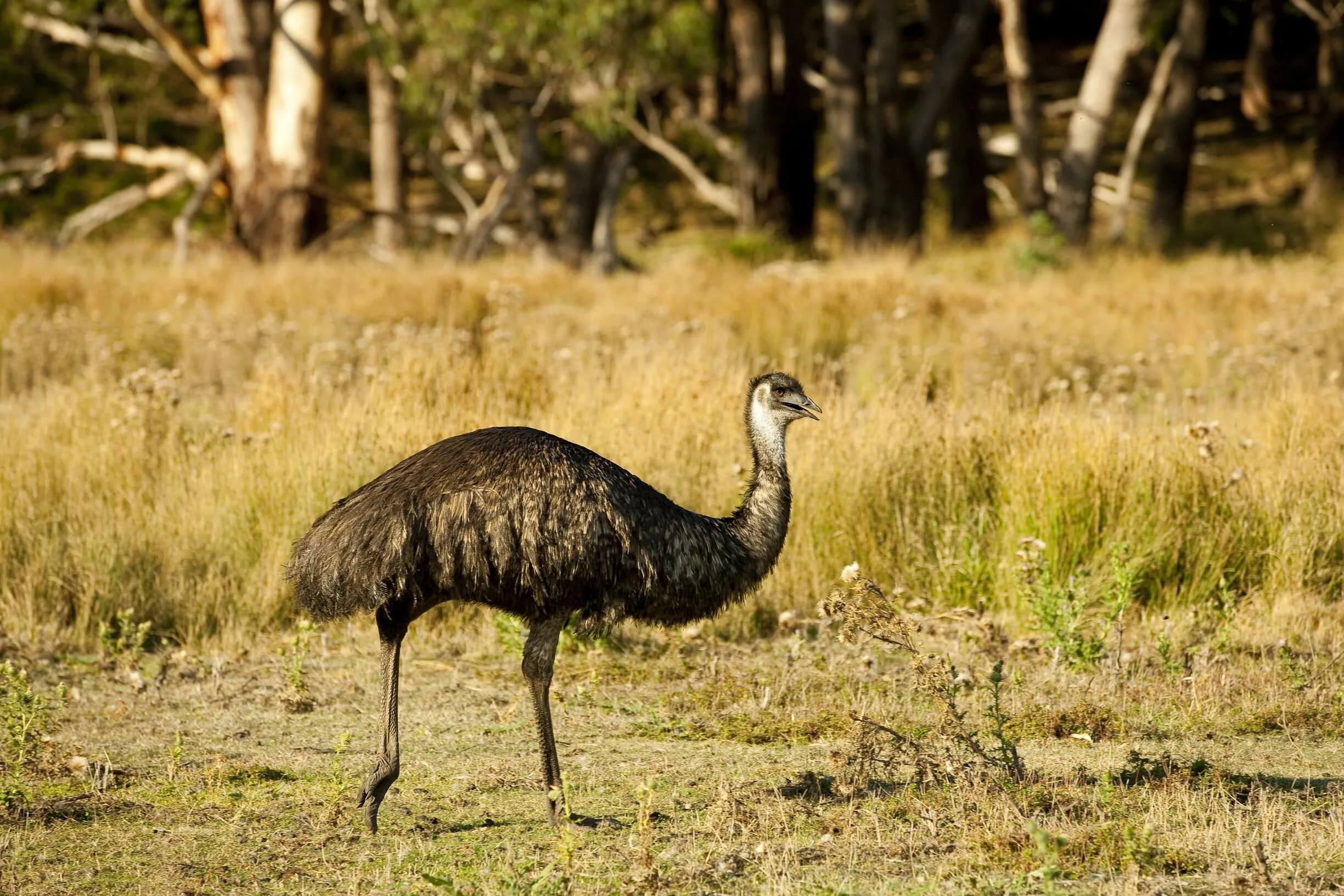 grampians tour melbourne