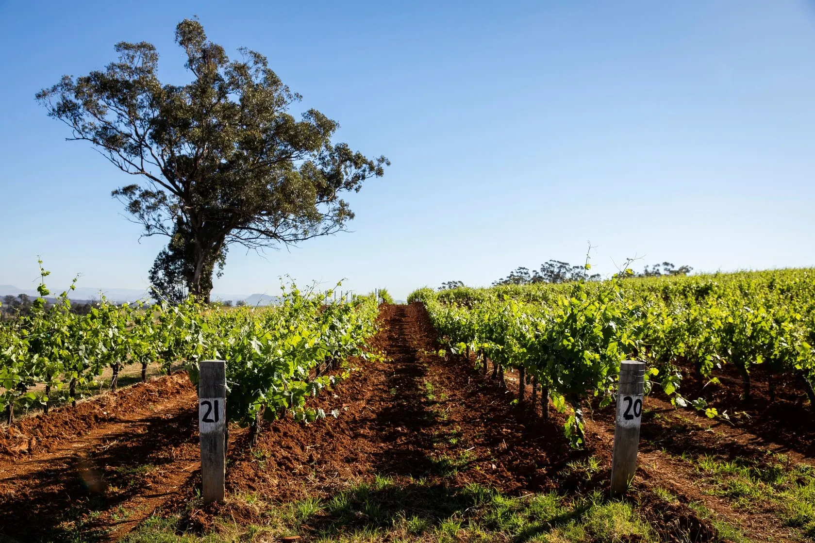 hunter valley tour