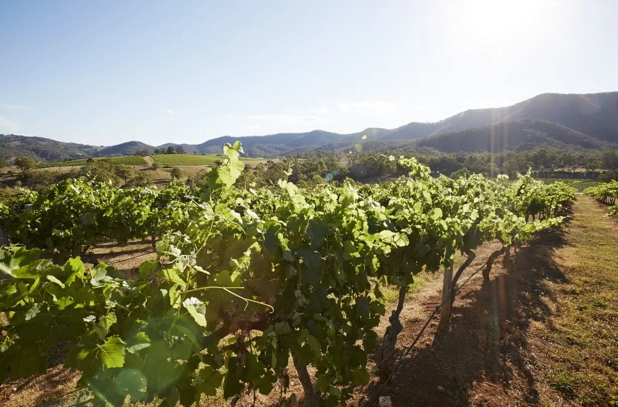 hunter valley wine tours pokolbin
