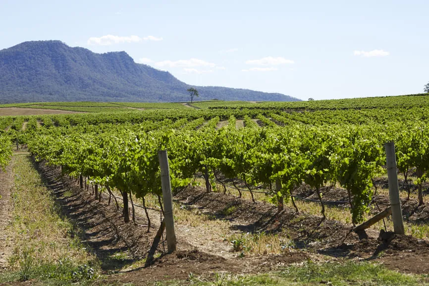hunter wine tour