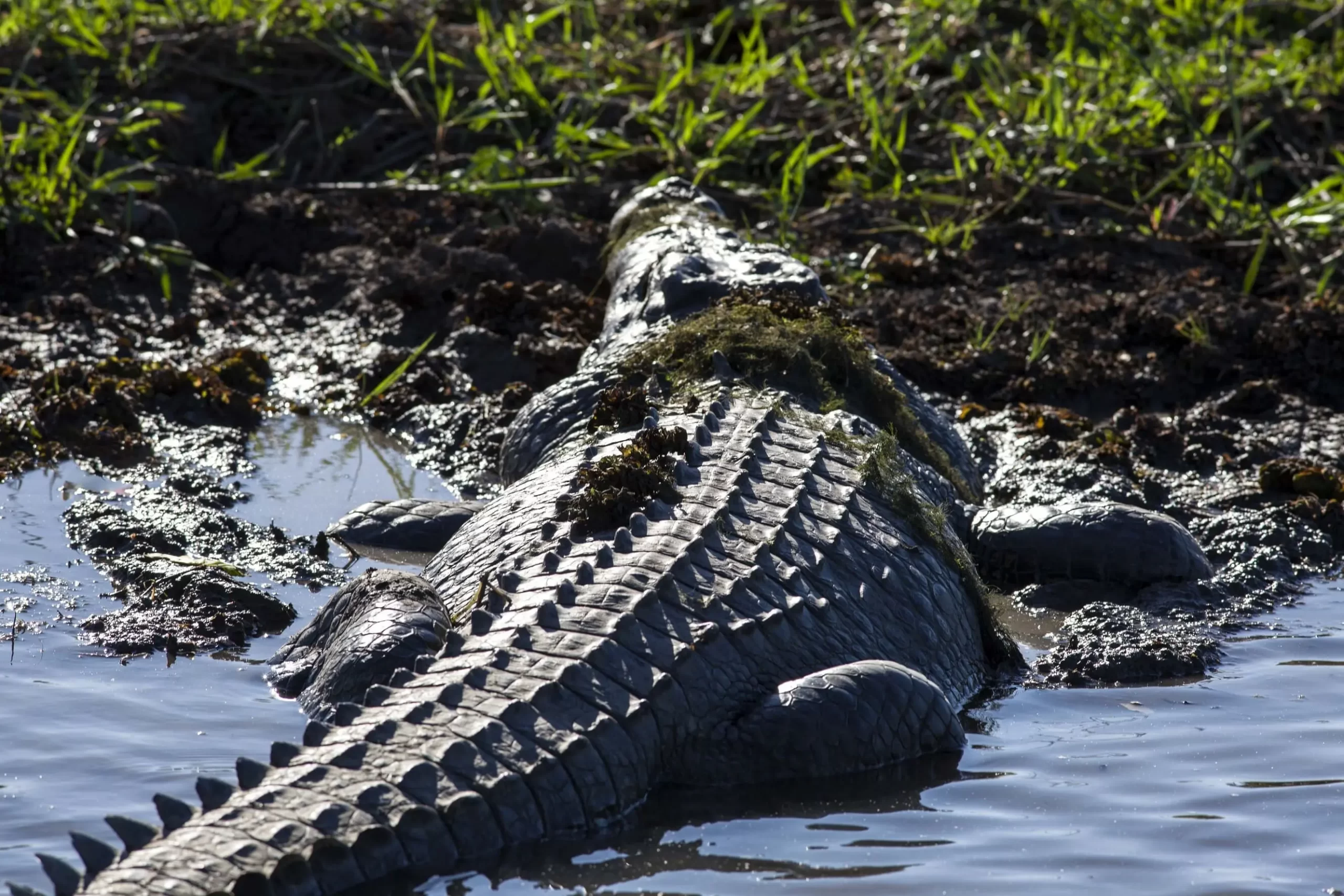 jumping croc tour darwin