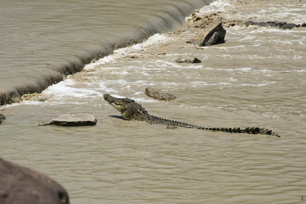 jumping crocodile tours darwin