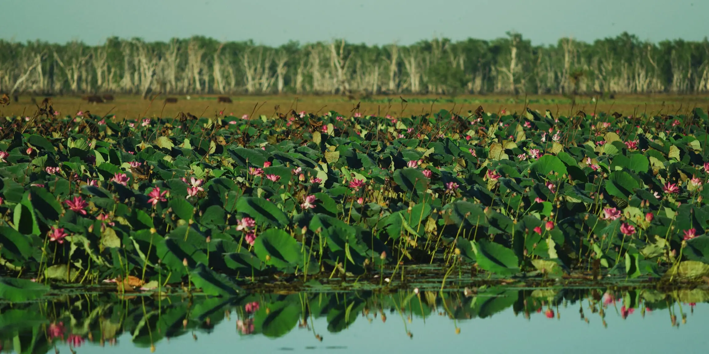 kakadu national park tours