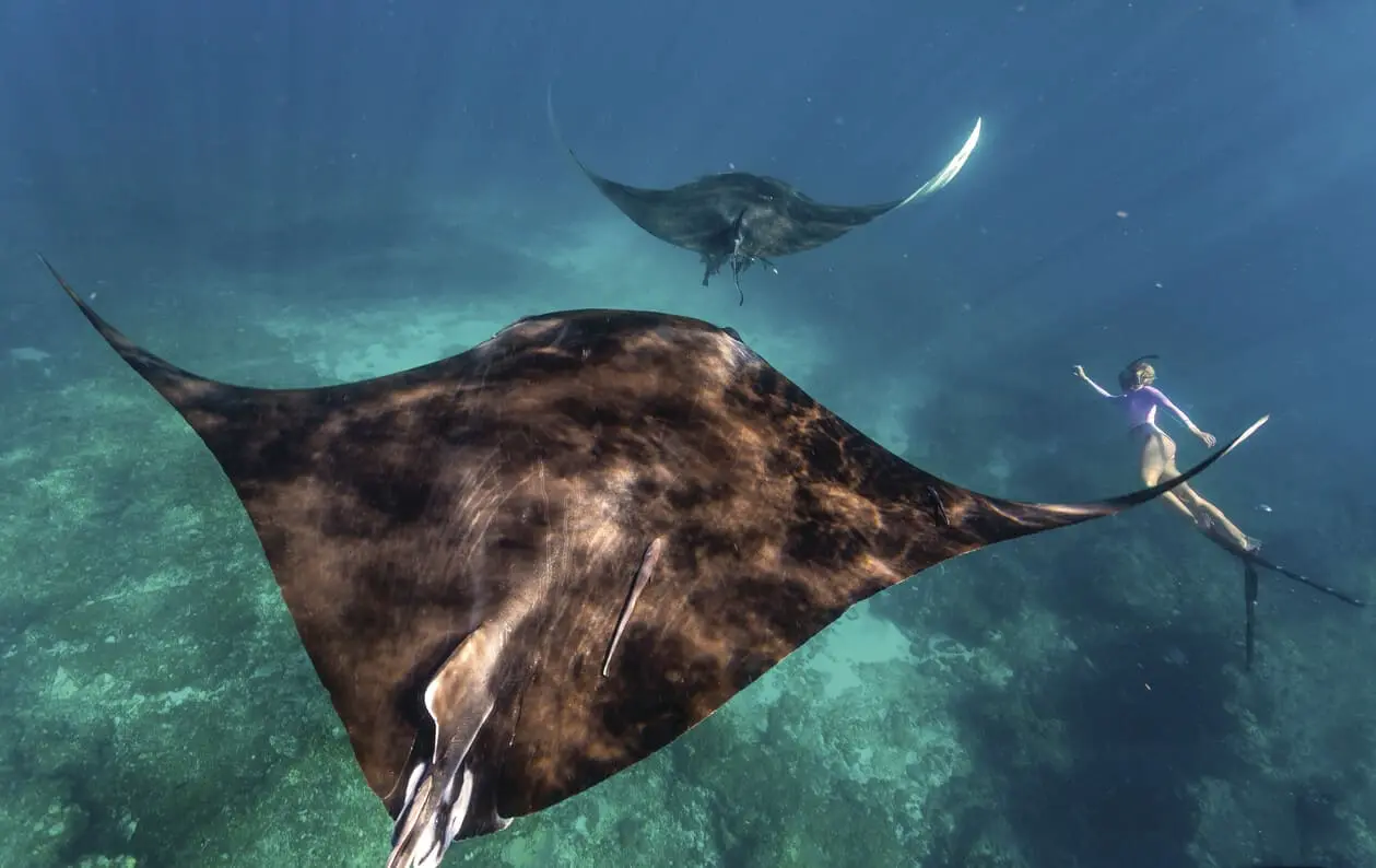 ningaloo reef whale shark tours