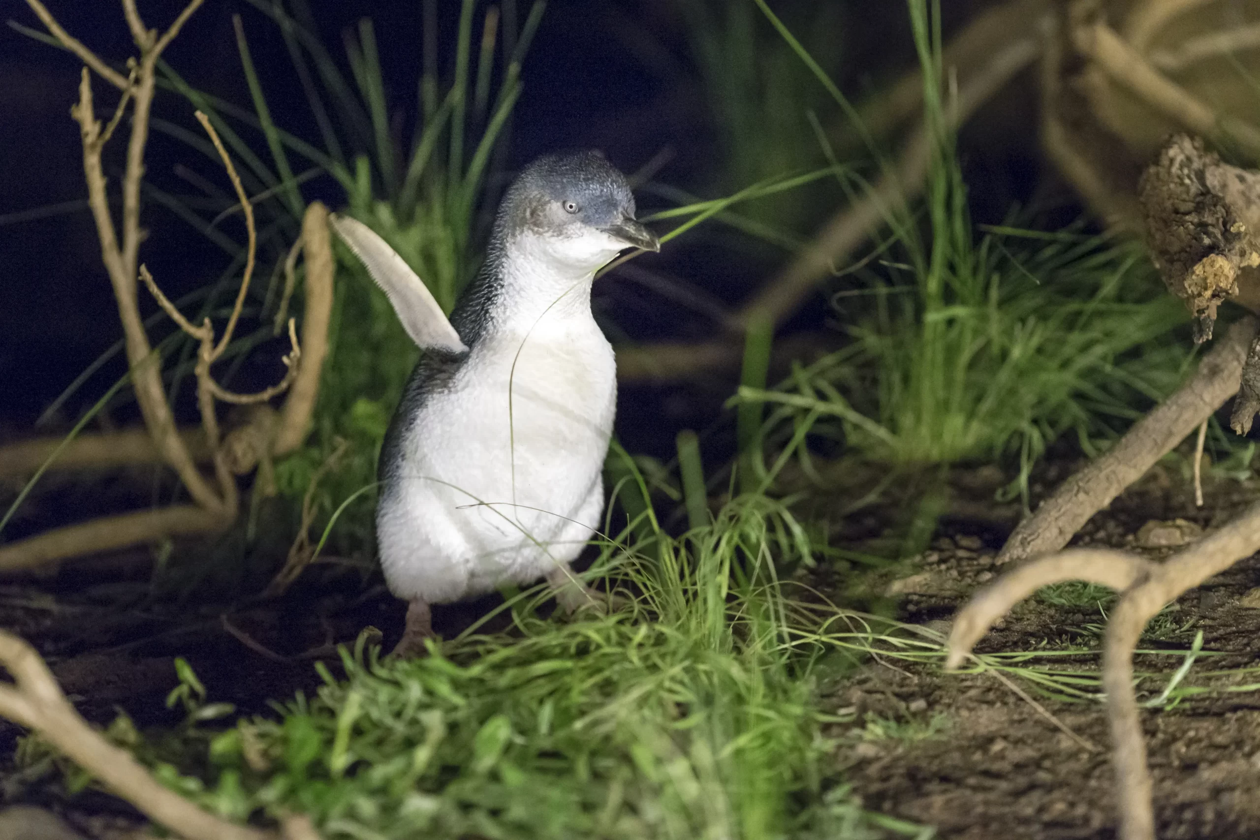 penguin tour melbourne