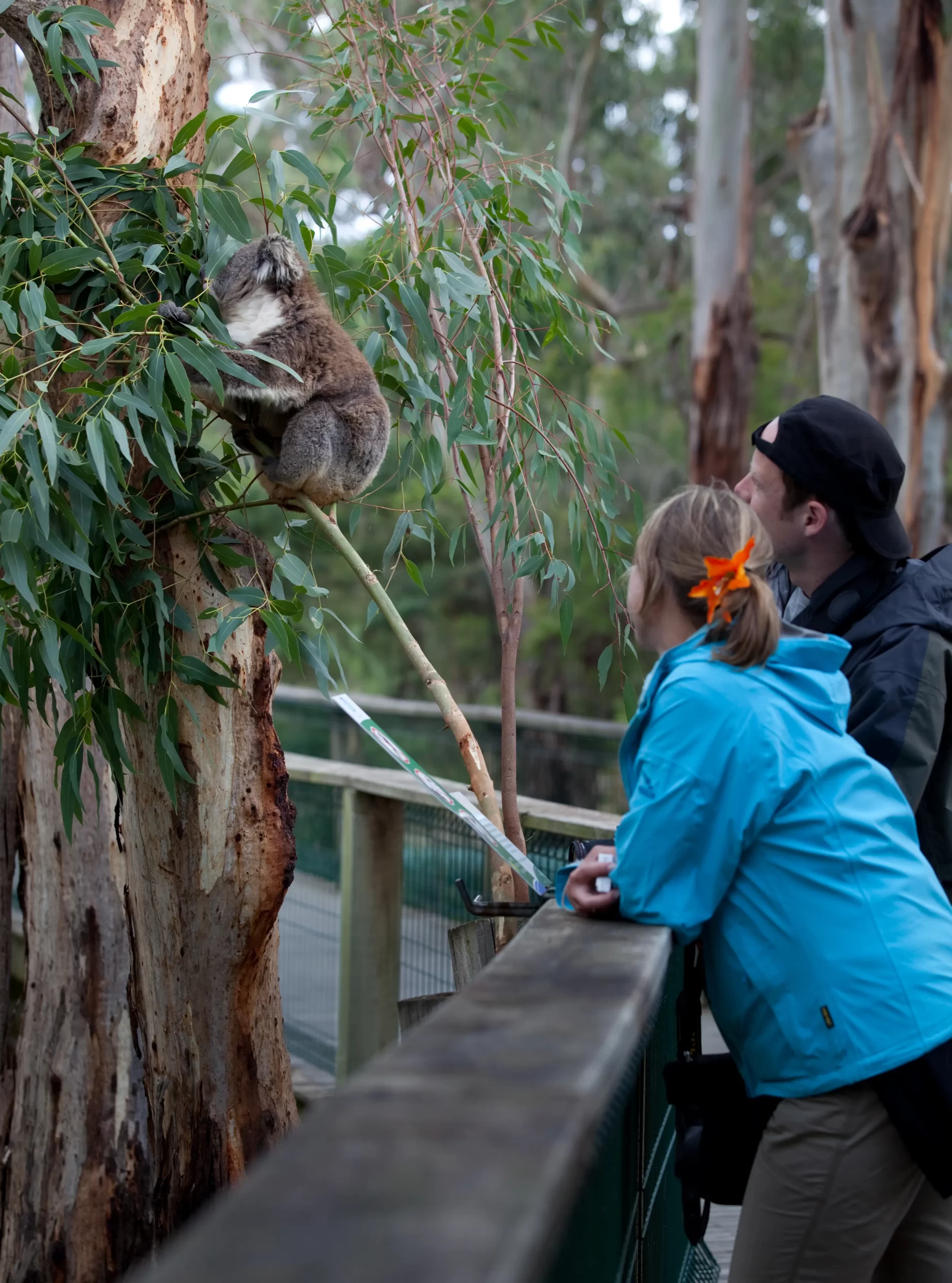 philip island day tour