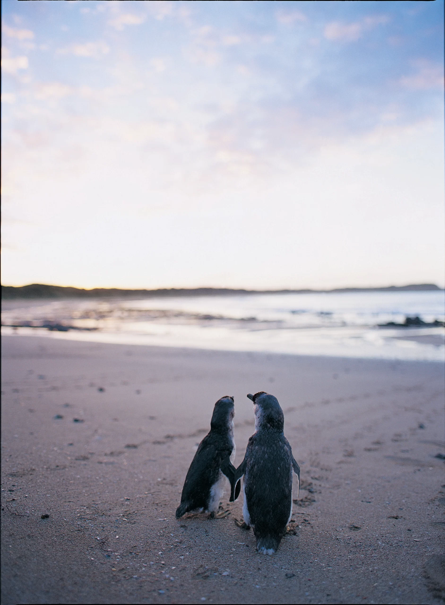 phillip island penguin tours