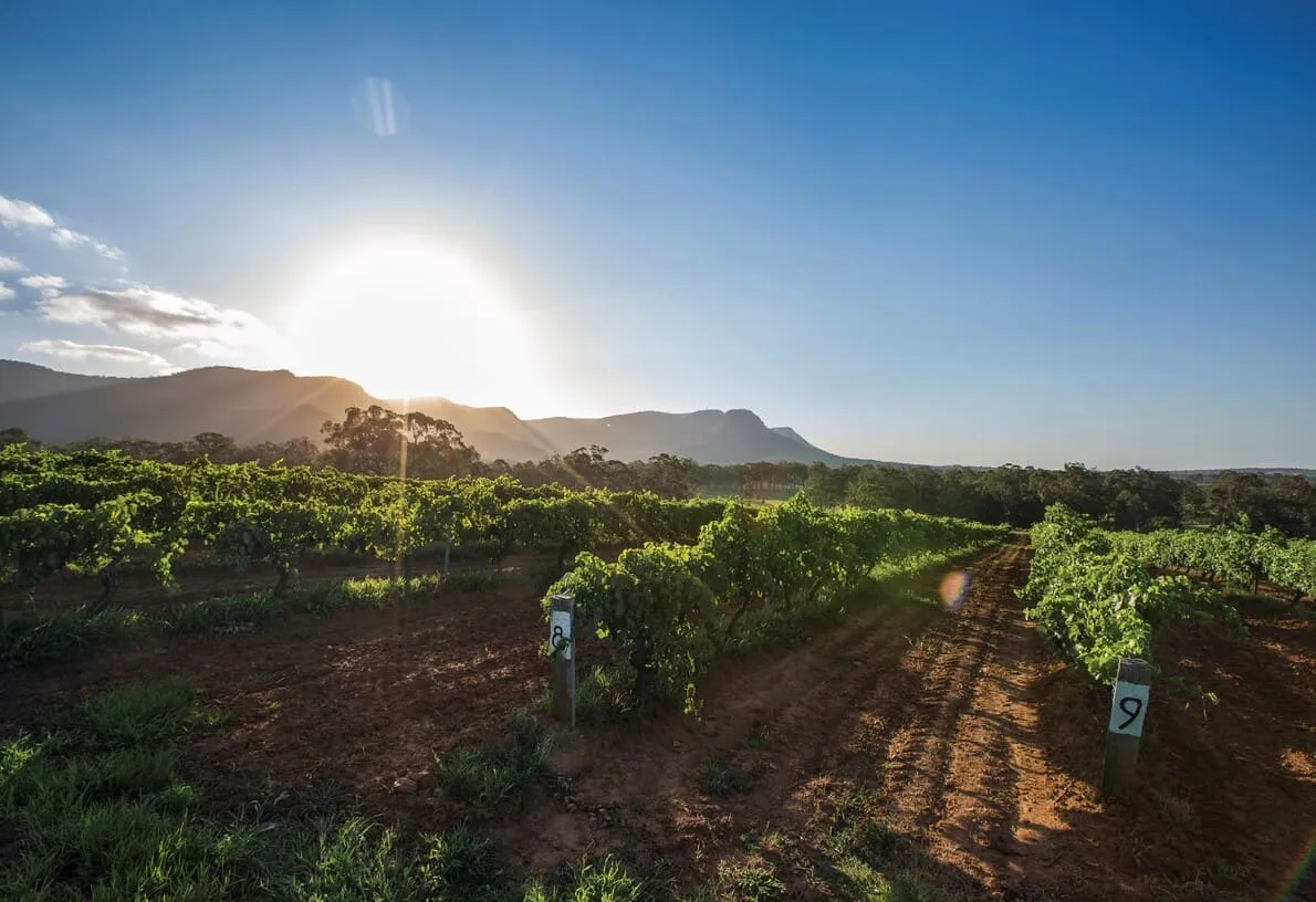 vineyard tours