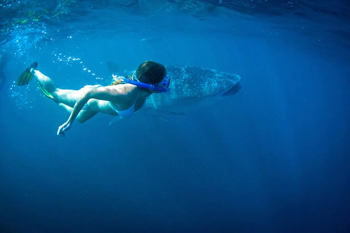 whale shark tour exmouth