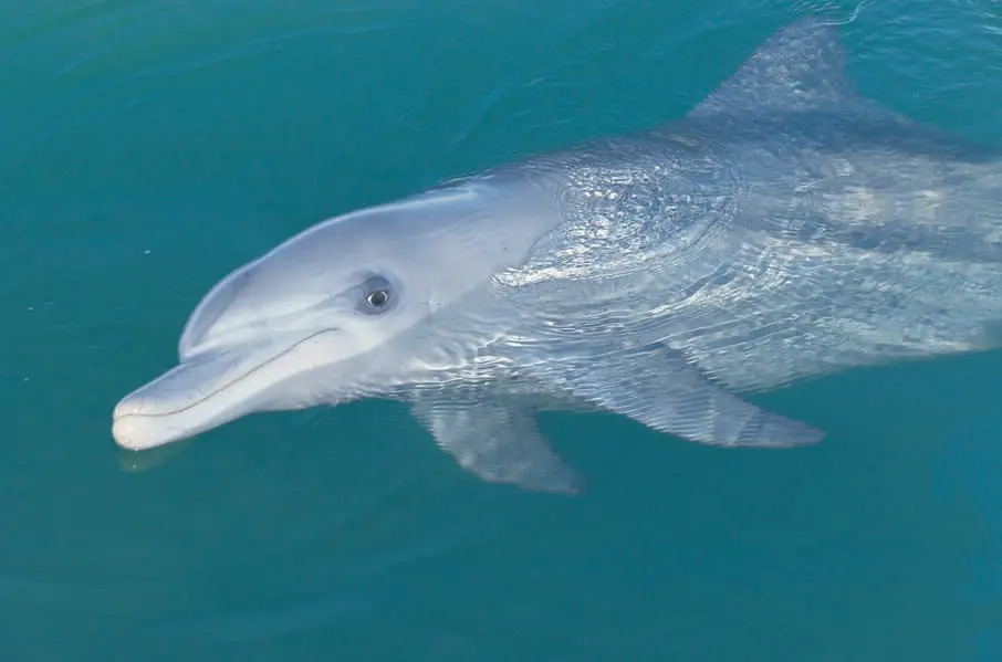 whale shark tour