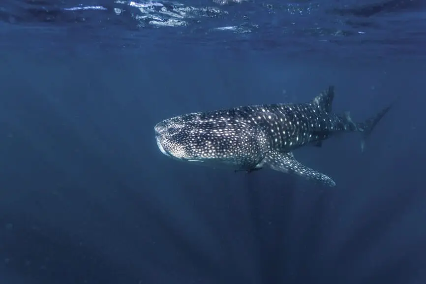 whale shark tours ningaloo reef