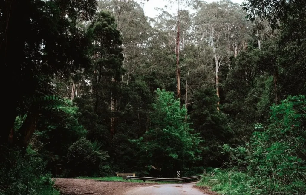 Otway National Park