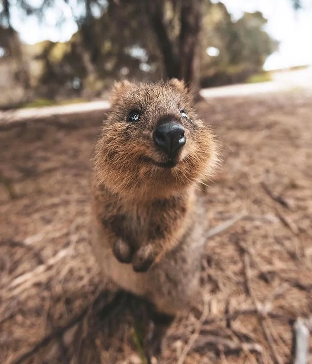 Quokkas