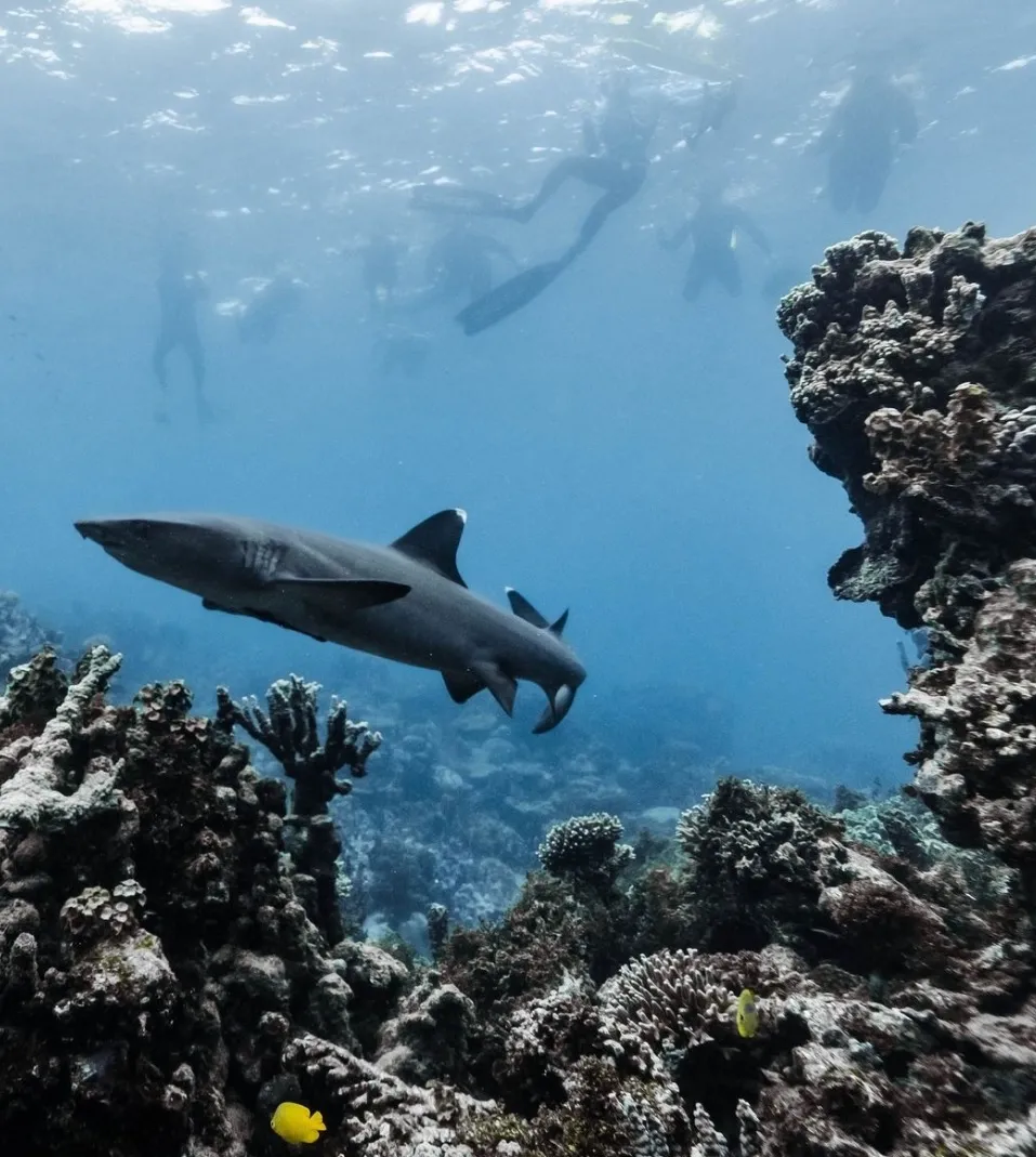 A Guide to Ningaloo Reef