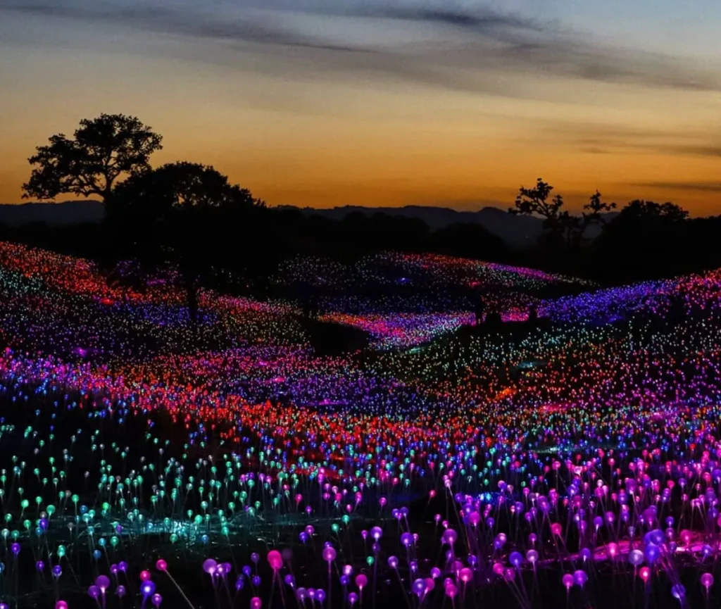 Field Of Light