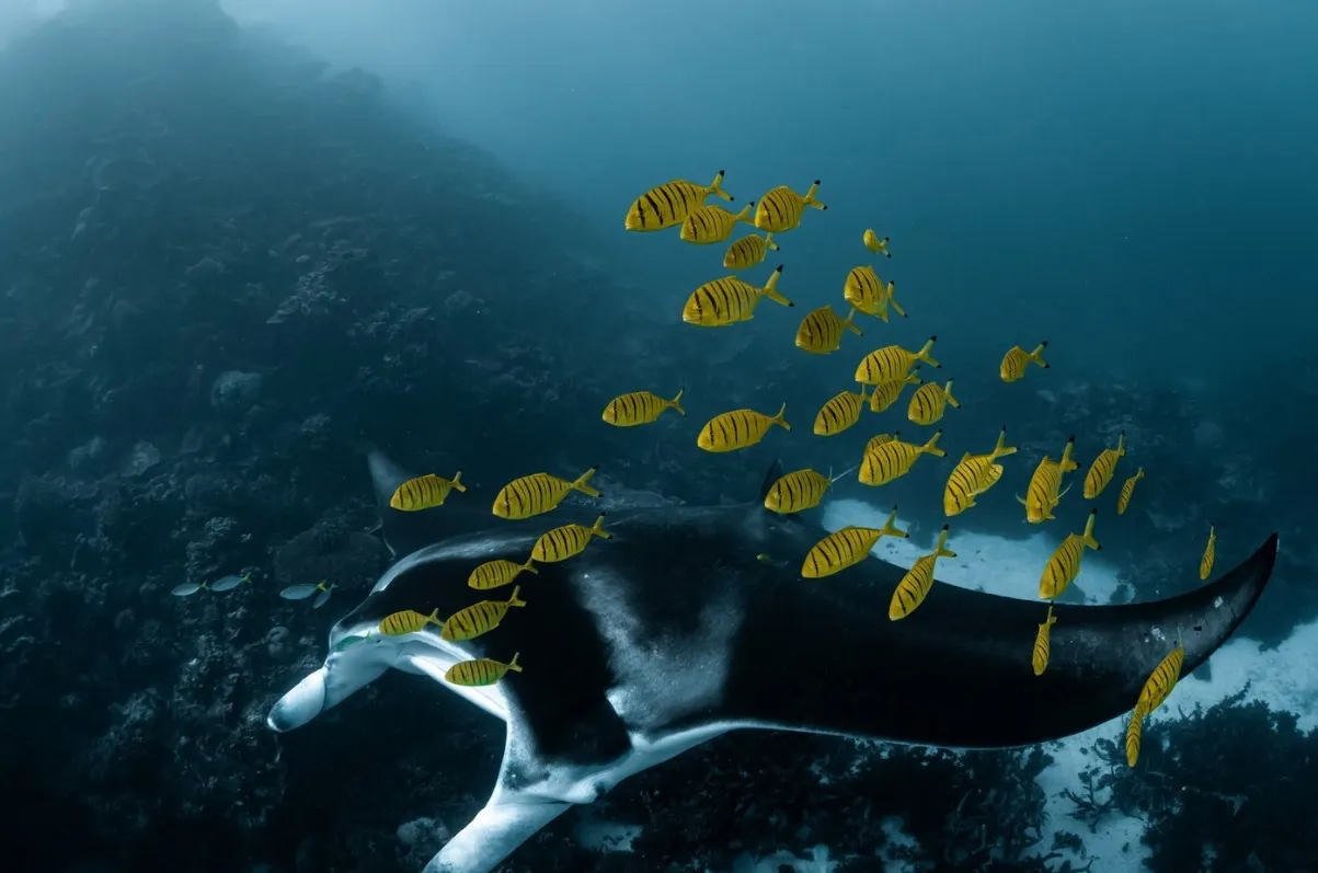 Ningaloo Marine Park