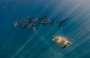 Whale Sharks
