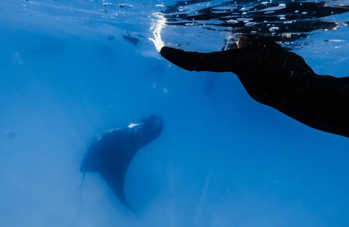 snorkeling at Ningaloo Reef