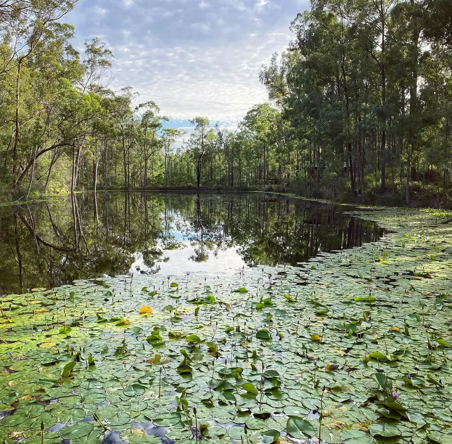 Red Lily Billabong