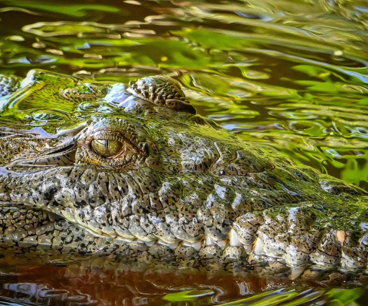 Saltwater Crocodiles