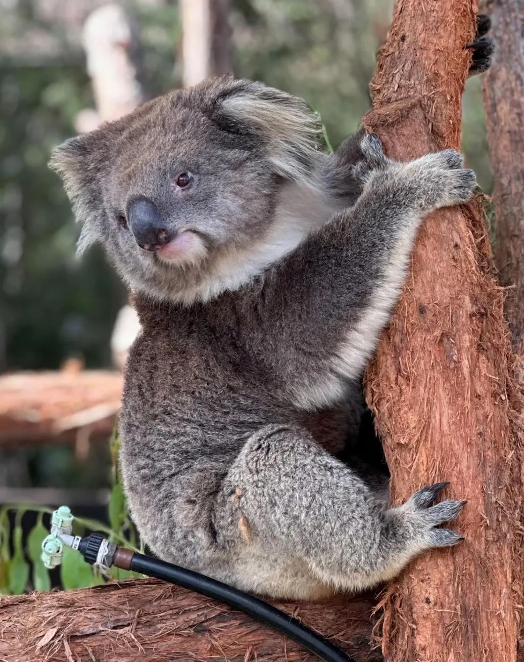 Healesville Sanctuary