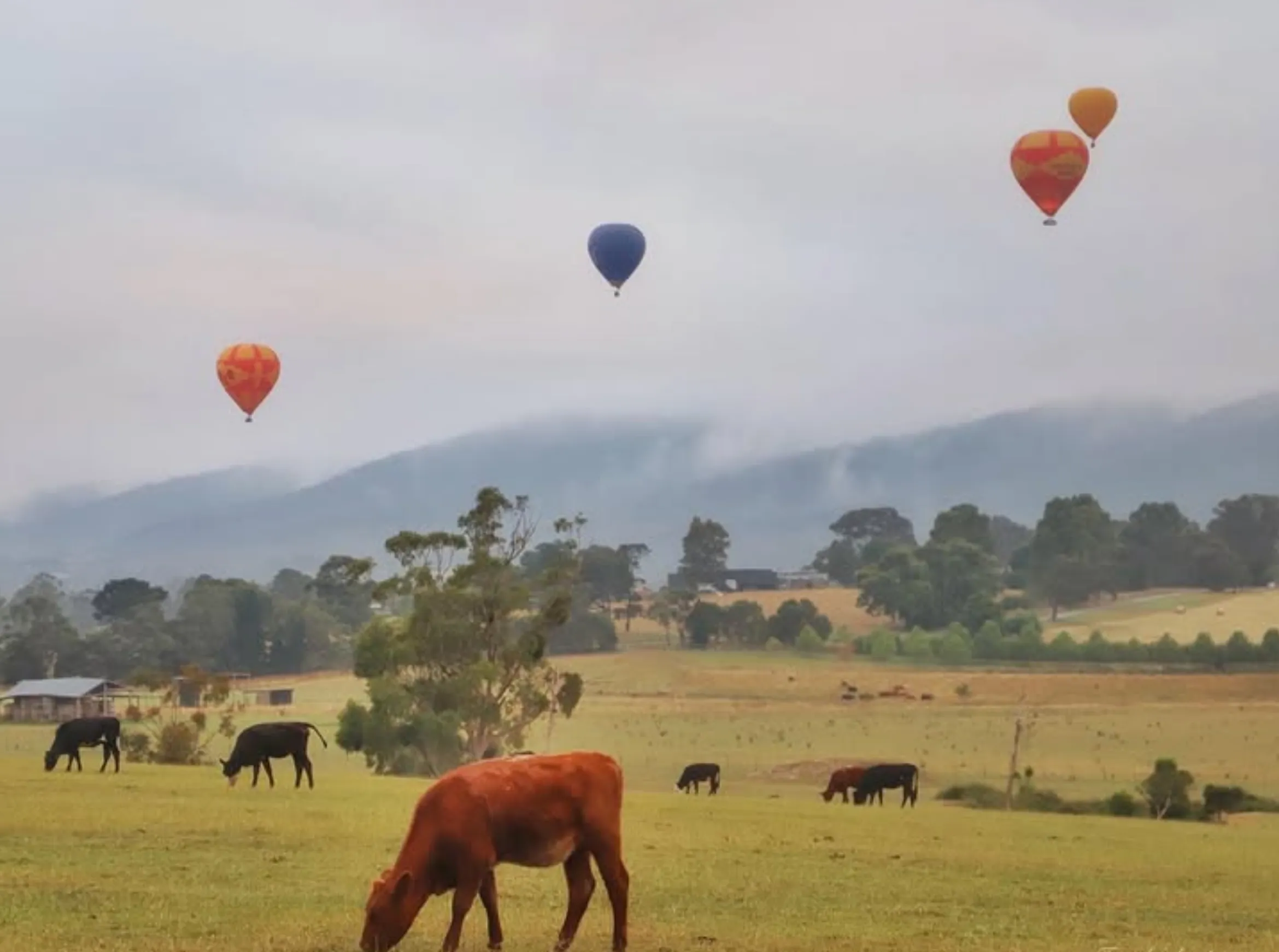 hot air balloon Yarra Valley sunrise