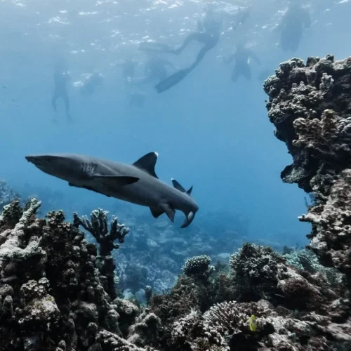 A Guide to Ningaloo Reef