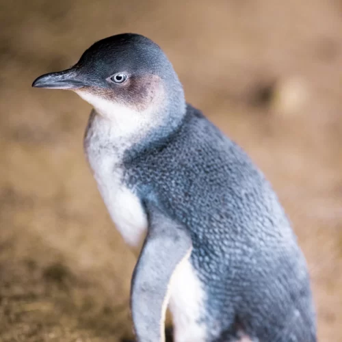 Melbourne penguin tour