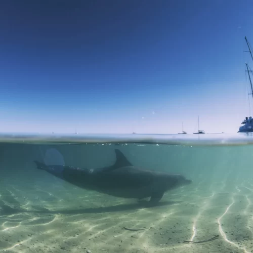 Monkey Mia Dolphin, Shark Bay World Heritage Area