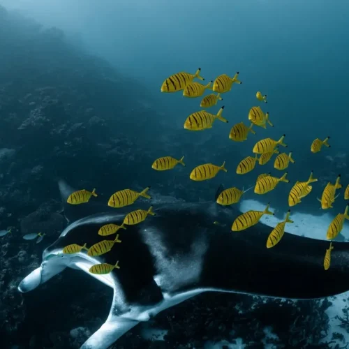 Ningaloo Marine Park