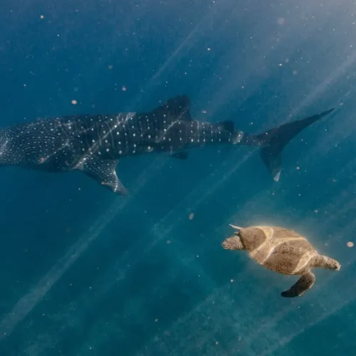 Whale Sharks