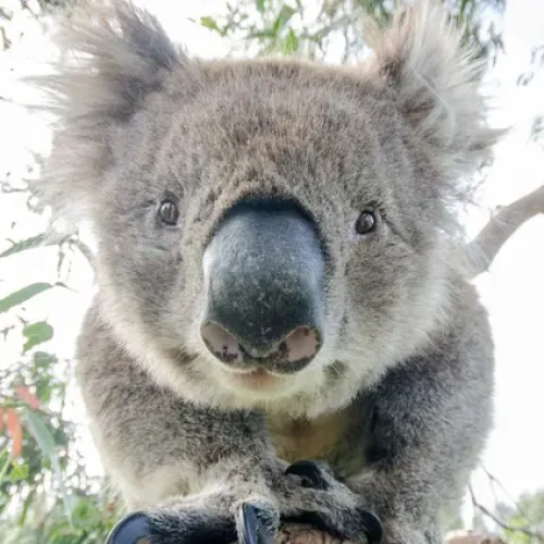 best great ocean road tour