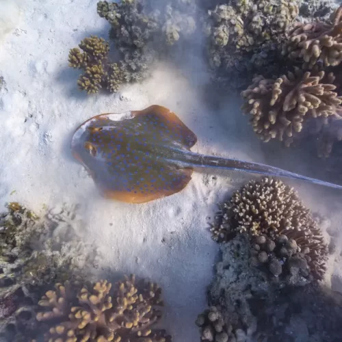 best whale shark tour exmouth