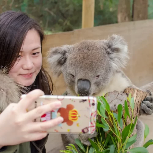 day trip melbourne to phillip island