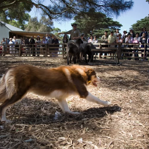 day trip to phillip island melbourne