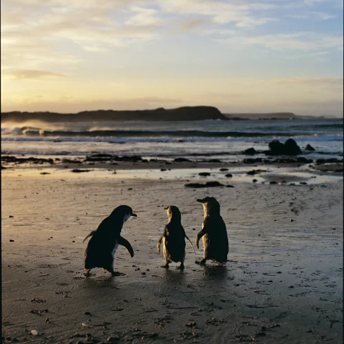 day trip to phillip island