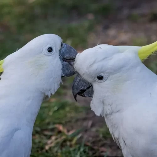 grampians tour from melbourne