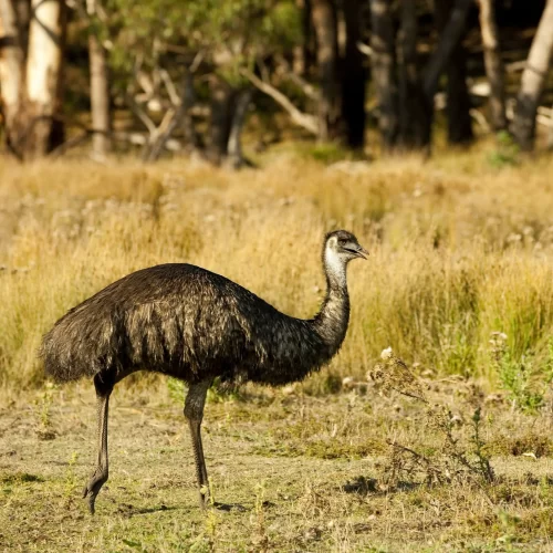 grampians tour melbourne