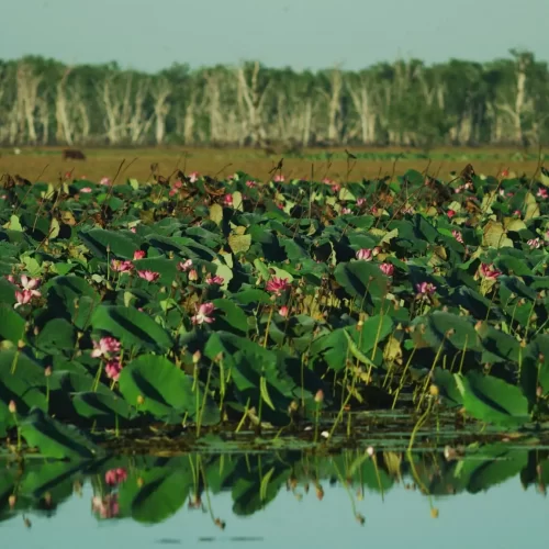 kakadu national park tours