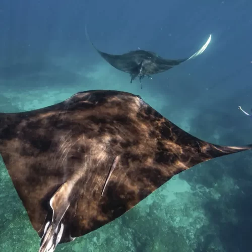 ningaloo reef whale shark tours