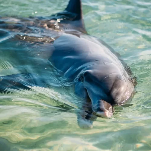ningaloo whale shark tours
