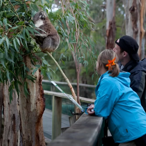 philip island day tour