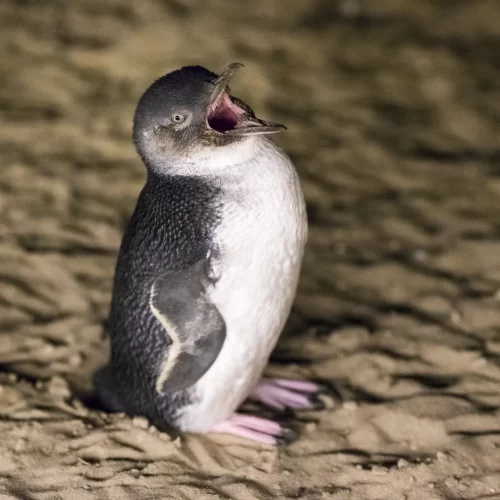 phillip island day tour from melbourne
