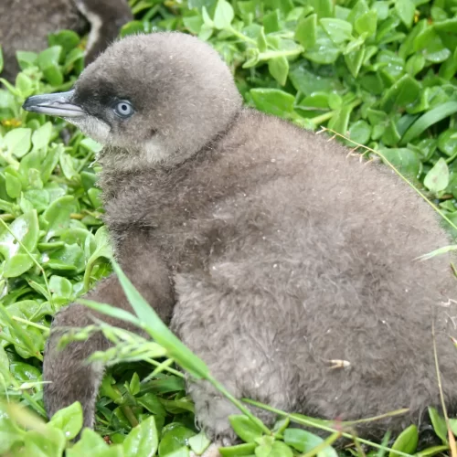 phillip island one day tour