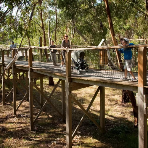 phillip island penguin parade tour