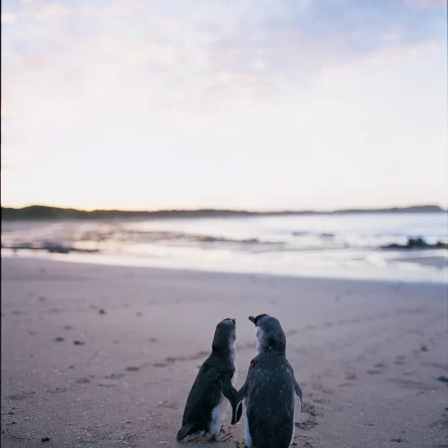 phillip island penguin tours